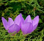 Have Blomster Falsk Efteråret Krokus, Prangende Colchicum, Nøgne Damer, Eng Safran lilla Foto, beskrivelse og dyrkning, voksende og egenskaber