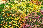 Λουλούδια κήπου Ψευδείς Αστέρια Μωρό, Leptosiphon κίτρινος φωτογραφία, περιγραφή και καλλιέργεια, φυτοκομεία και χαρακτηριστικά