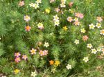 Λουλούδια κήπου Ψευδείς Αστέρια Μωρό, Leptosiphon ροζ φωτογραφία, περιγραφή και καλλιέργεια, φυτοκομεία και χαρακτηριστικά