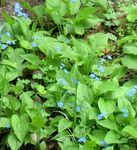 Gartenblumen Falsche Vergissmeinnicht, Brunnera macrophylla hellblau Foto, Beschreibung und Anbau, wächst und Merkmale