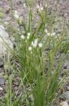 Zahradní květiny False Česnek, Nothoscordum bílá fotografie, popis a kultivace, pěstování a charakteristiky