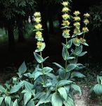 Garden Flowers False Hellebore, Veratrum yellow Photo, description and cultivation, growing and characteristics