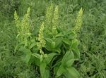Garden Flowers False Hellebore, Veratrum green Photo, description and cultivation, growing and characteristics