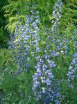 light blue Flower False indigo characteristics and Photo