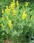 Gartenblumen Falsche Indigo, Baptisia gelb Foto, Beschreibung und Anbau, wächst und Merkmale