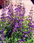 purple Flower False indigo characteristics and Photo