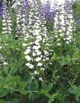 bláthanna gairdín Indigo Bréagach, Baptisia bán Photo, Cur síos agus saothrú, ag fás agus saintréithe