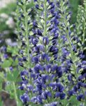 blue Flower False indigo characteristics and Photo