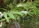 Gartenblumen Falsche Maiglöckchen, Wild Maiglöckchen, Zweiflügelig Falschen Solomon Dichtung, Maianthemum weiß Foto, Beschreibung und Anbau, wächst und Merkmale