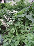 Featherleaf Rodgersia Rodgers Blóm hvítur mynd, lýsing og ræktun, vaxandi og einkenni