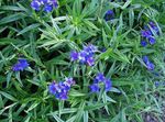 blue Flower Field Gromwell, Corn Gromwell characteristics and Photo