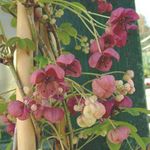 Zahradní květiny Pět List Akebia, Čokoláda Réva, Akebia quinata vinný fotografie, popis a kultivace, pěstování a charakteristiky