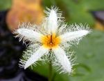 Have Blomster Flydende Hjerte, Vand Frynser, Gul Vand Snefnug, Nymphoides hvid Foto, beskrivelse og dyrkning, voksende og egenskaber