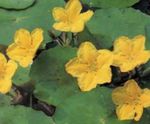 Zahradní květiny Plovoucí Srdce, Voda Třásně, Žlutá Voda Sněhová Vločka, Nymphoides žlutý fotografie, popis a kultivace, pěstování a charakteristiky