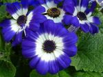 Blomsterhandler Cineraria, Pericallis x hybrida blå Bilde, beskrivelse og dyrking, voksende og kjennetegn