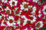 庭の花 花屋さんのサイネリア, Pericallis x hybrida 赤 フォト, 説明 と 栽培, 成長 と 特性