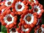  Blomsterhandler Er Cineraria, Pericallis x hybrida appelsin Foto, beskrivelse og dyrkning, voksende og egenskaber