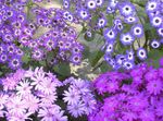 leylak çiçek Çiçekçi Cineraria özellikleri ve fotoğraf