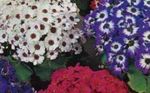 Vrtne Cvjetovi Cvjećarnice Sinerarija, Pericallis x hybrida bijela Foto, opis i uzgajanje, uzgoj i karakteristike