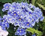 ბაღის ყვავილები Florist ის Cineraria, Pericallis x hybrida ღია ლურჯი სურათი, აღწერა და გაშენების, იზრდება და მახასიათებლები