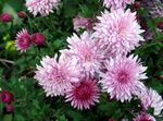  花店妈妈，锅妈妈, Chrysanthemum 粉红色 照, 描述 和 养殖, 成长 和 特点