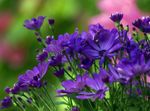 синий Цветок Хризантема корейская характеристика и Фото
