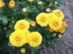 gul  Blomsterhandler Mor, Pot Mum egenskaber og Foto