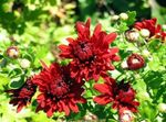 κόκκινος λουλούδι Ανθοπωλεία Μαμά, Μαμά Κατσαρόλα χαρακτηριστικά και φωτογραφία