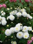  Virágárusok Anyukája, Pot Anyukája, Chrysanthemum fehér fénykép, leírás és termesztés, növekvő és jellemzők