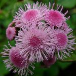 pink  Floss Flower characteristics and Photo