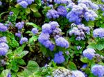 light blue  Floss Flower characteristics and Photo