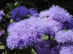 Floss Flower, Ageratum houstonianum lilac Photo, description and cultivation, growing and characteristics