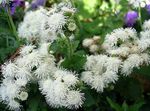 white  Floss Flower characteristics and Photo