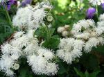 Ageratum