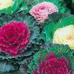  Blomstrende Kål, Ornamental Grønkål, Collard Grønkål, Brassica oleracea pink Foto, beskrivelse og dyrkning, voksende og egenskaber