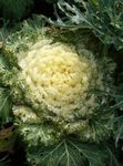 ყვითელი ყვავილების აყვავებული კომბოსტო, დეკორატიული Kale, Collard, Curly Kale მახასიათებლები და სურათი