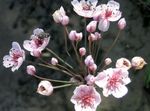 Tuin Bloemen Bloeiende Stormloop, Butomus roze foto, beschrijving en teelt, groeiend en karakteristieken