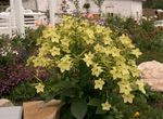 Gartenblumen Blühenden Tabak, Nicotiana gelb Foto, Beschreibung und Anbau, wächst und Merkmale