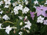 Záhradné kvety Kvitnúce Tabak, Nicotiana biely fotografie, popis a pestovanie, pestovanie a vlastnosti