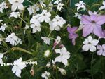  Tabaco Floreciente, Nicotiana blanco Foto, descripción y cultivo, cultivación y características