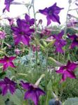  Blomstring Tobakk, Nicotiana lilla Bilde, beskrivelse og dyrking, voksende og kjennetegn