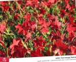Gartenblumen Blühenden Tabak, Nicotiana rot Foto, Beschreibung und Anbau, wächst und Merkmale