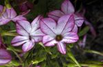  Virágzás Dohány, Nicotiana halványlila fénykép, leírás és termesztés, növekvő és jellemzők
