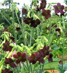 Tuin Bloemen Bloeiende Tabak, Nicotiana bordeaux foto, beschrijving en teelt, groeiend en karakteristieken