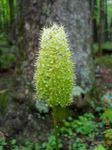 Tuin Bloemen Vliegen Poison, Amianthium muscaetoxicum groen foto, beschrijving en teelt, groeiend en karakteristieken