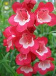 ბაღის ყვავილები მთისწინა Penstemon, Chaparral Penstemon, Bunchleaf Penstemon, Penstemon x hybr, წითელი სურათი, აღწერა და გაშენების, იზრდება და მახასიათებლები