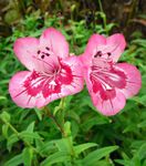 růžový Květina Podhůří Penstemon, Chaparral Penstemon, Bunchleaf Penstemon charakteristiky a fotografie