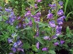 Záhradné kvety Predhoria Penstemon, Chaparral Penstemon, Bunchleaf Penstemon, Penstemon x hybr, fialový fotografie, popis a pestovanie, pestovanie a vlastnosti