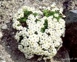 Hage blomster Ikke Glem Meg, Myosotis hvit Bilde, beskrivelse og dyrking, voksende og kjennetegn