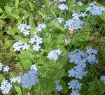 Hage blomster Ikke Glem Meg, Myosotis lyse blå Bilde, beskrivelse og dyrking, voksende og kjennetegn